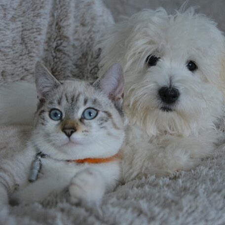 Magnétisme animaux Plabennec Le Drennec